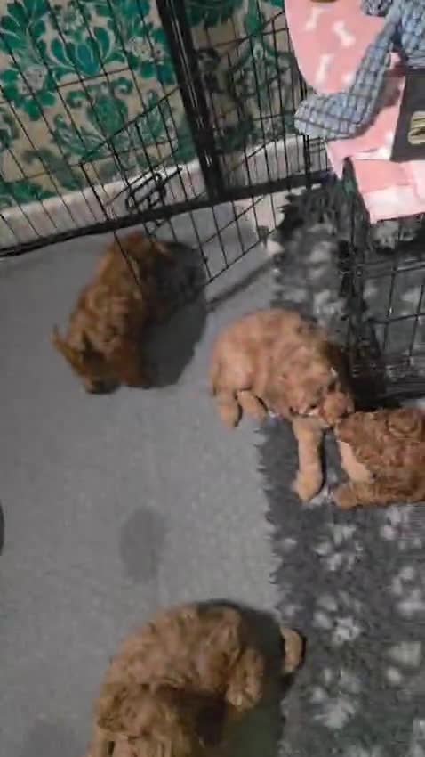 Cockapoo dogs for sale: FULLY HEALTH TESTED COCKAPOOS - Video 1