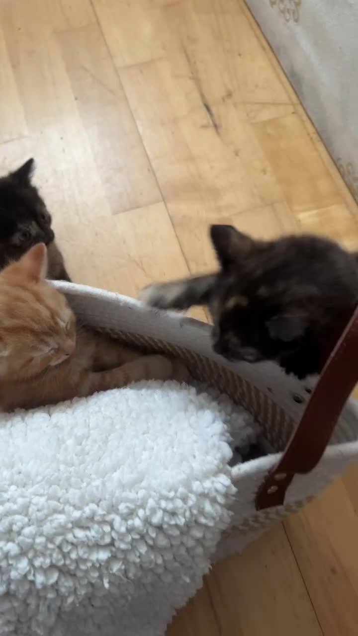 Domestic Shorthair cats for sale: Ginger boy & tortie girls waiting for new families - Video 1