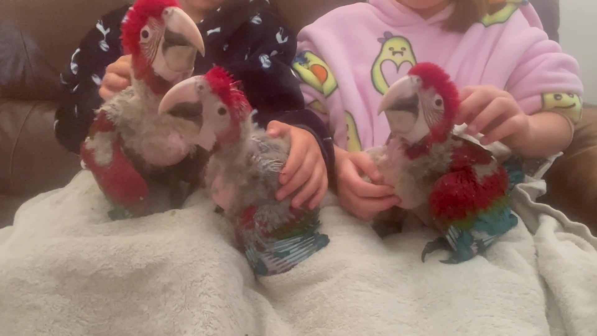 Macaws birds for sale: Hand reared baby green wing macaws - Video 1