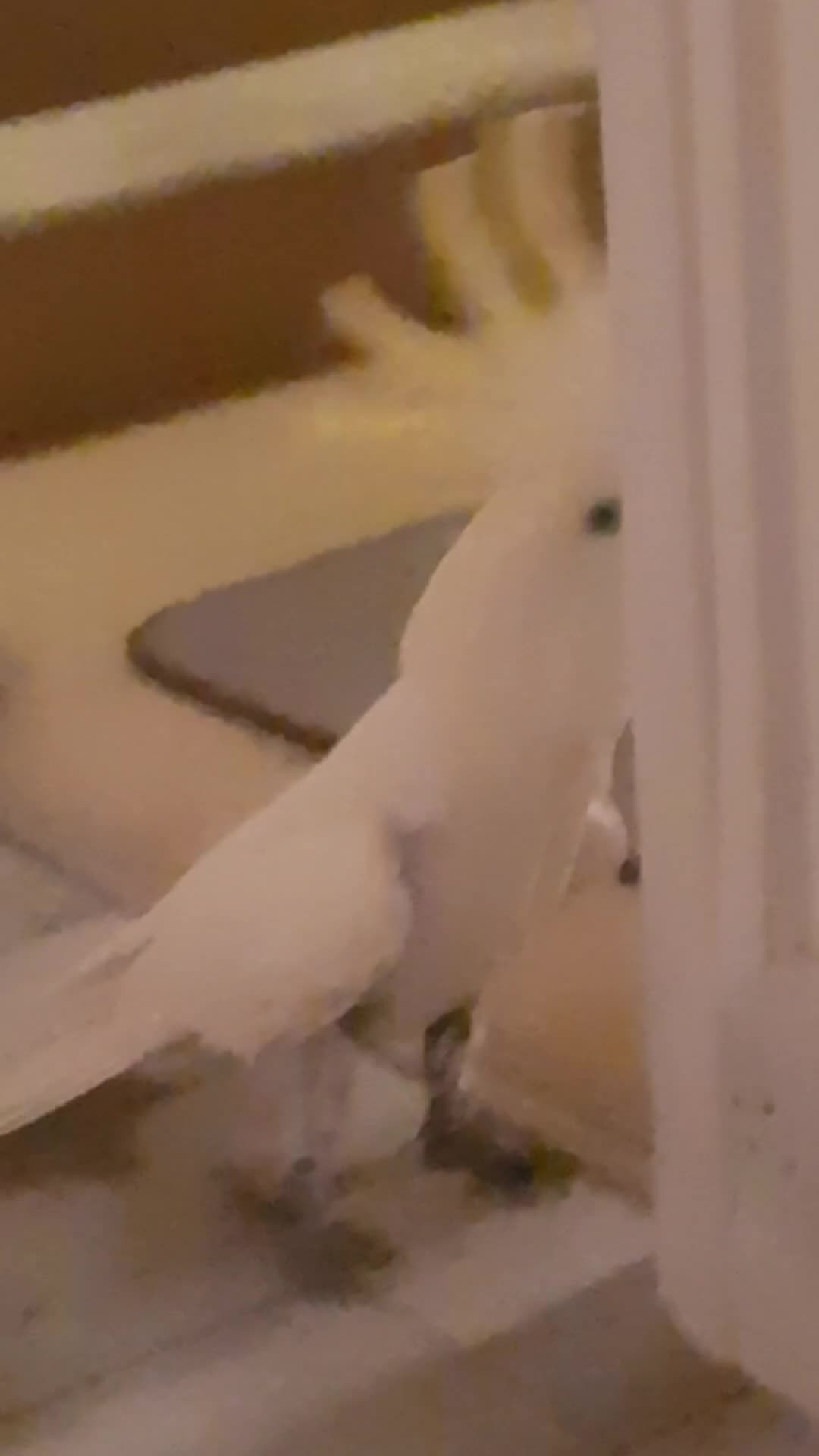 Cockatoo birds for sale: Sulphur Crested Cockatoo - Video 1