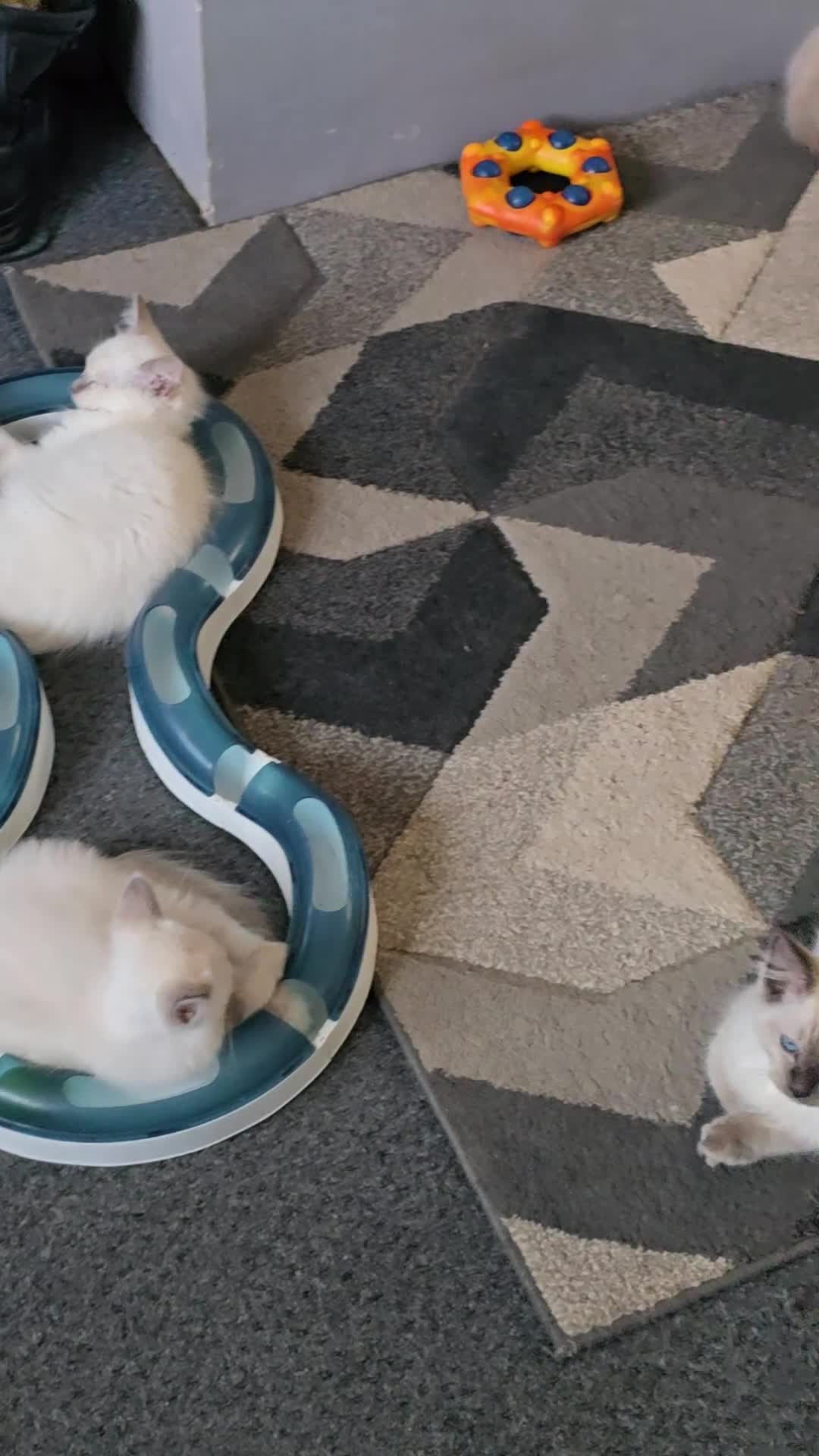 Ragdoll cats for sale: pedigree Ragdoll  - Video 1