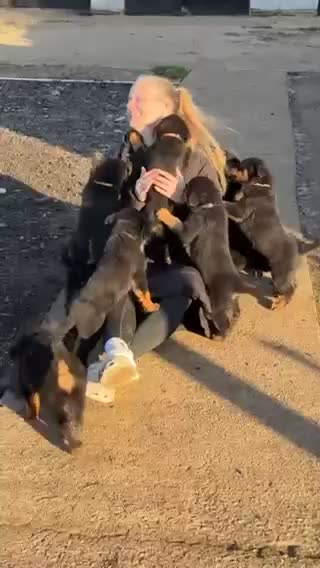 Rottweiler dogs for sale: Fully KC Registered Rottweiler Puppies for Sale 🐾 - Video 1