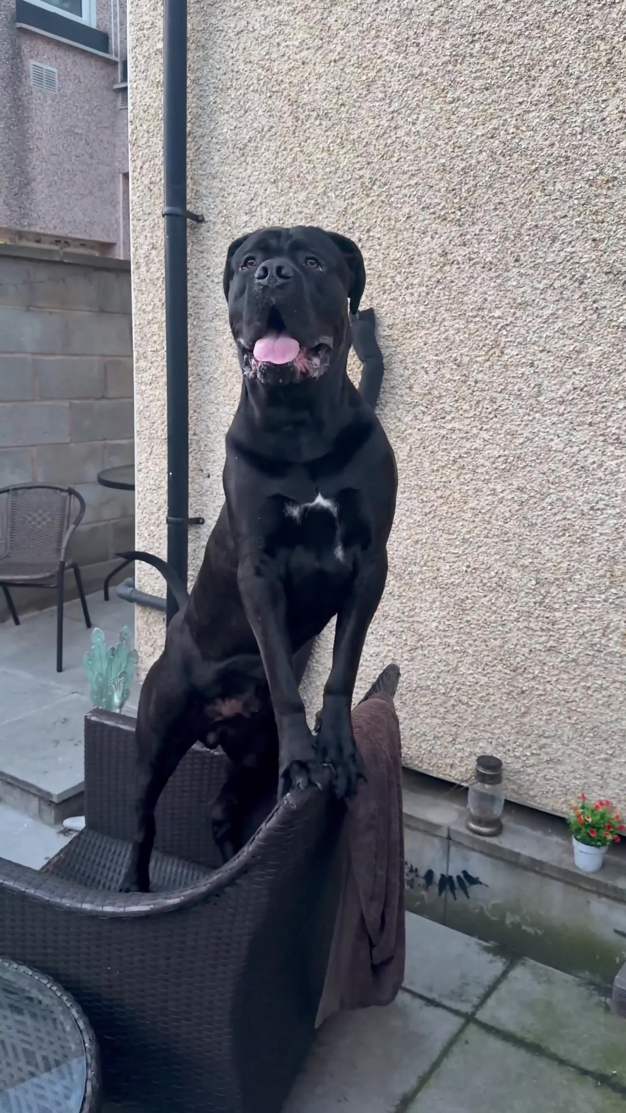 Cane Corso dogs for stud: Purebred Cane Corso stud| ICCF |Champion bloodline - Video 1