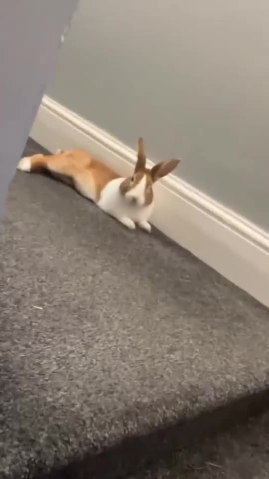 Dutch rabbits for sale: Dutch rabbit  - Video 1