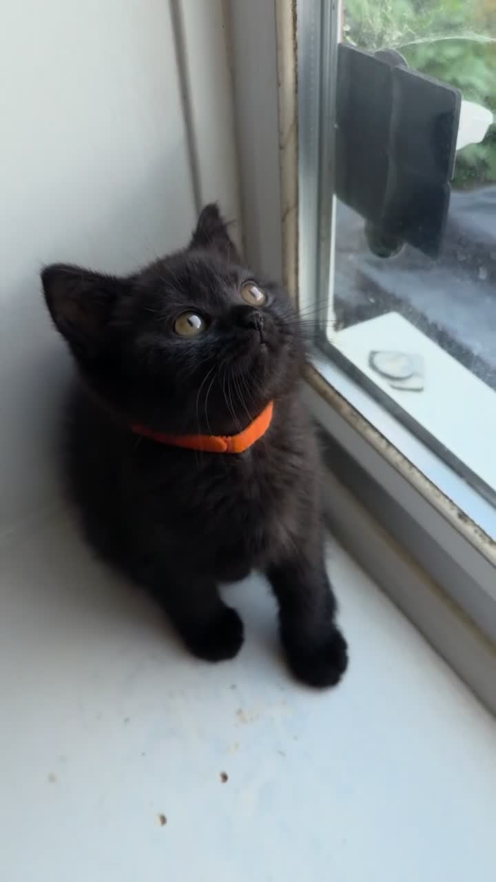 British Shorthair cats for sale: British Shorthair  - Video 1