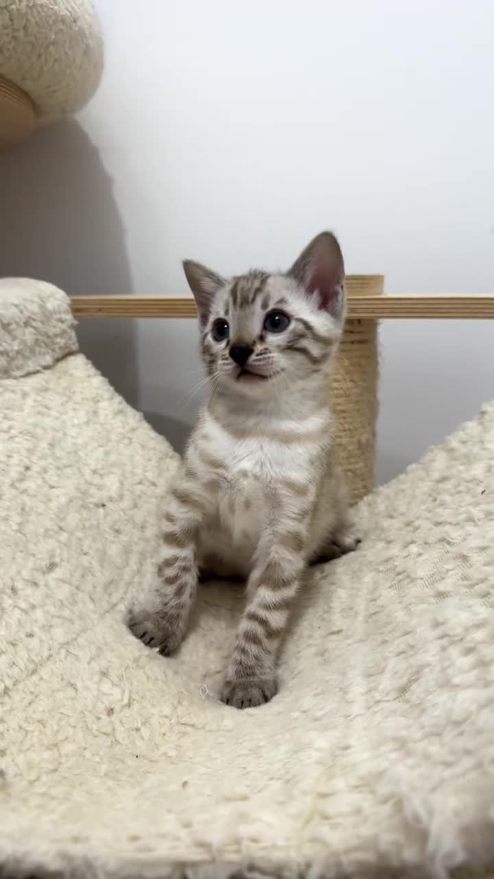 Bengal cats for sale: 🏆Show winning parents. 7 Stunning Bengal Babies💯 - Video 1