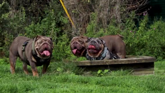English Bulldog dogs for stud: 🌟 007 ready for stud duties 🌟 in Swindon - Video 3