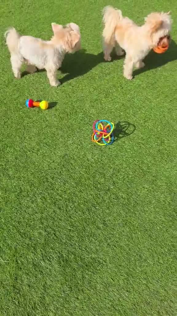 Yorkshire Terrier dogs for sale: 🐾 Golddust Yorkshire Terrier Puppies Available 🐾 - Video 2