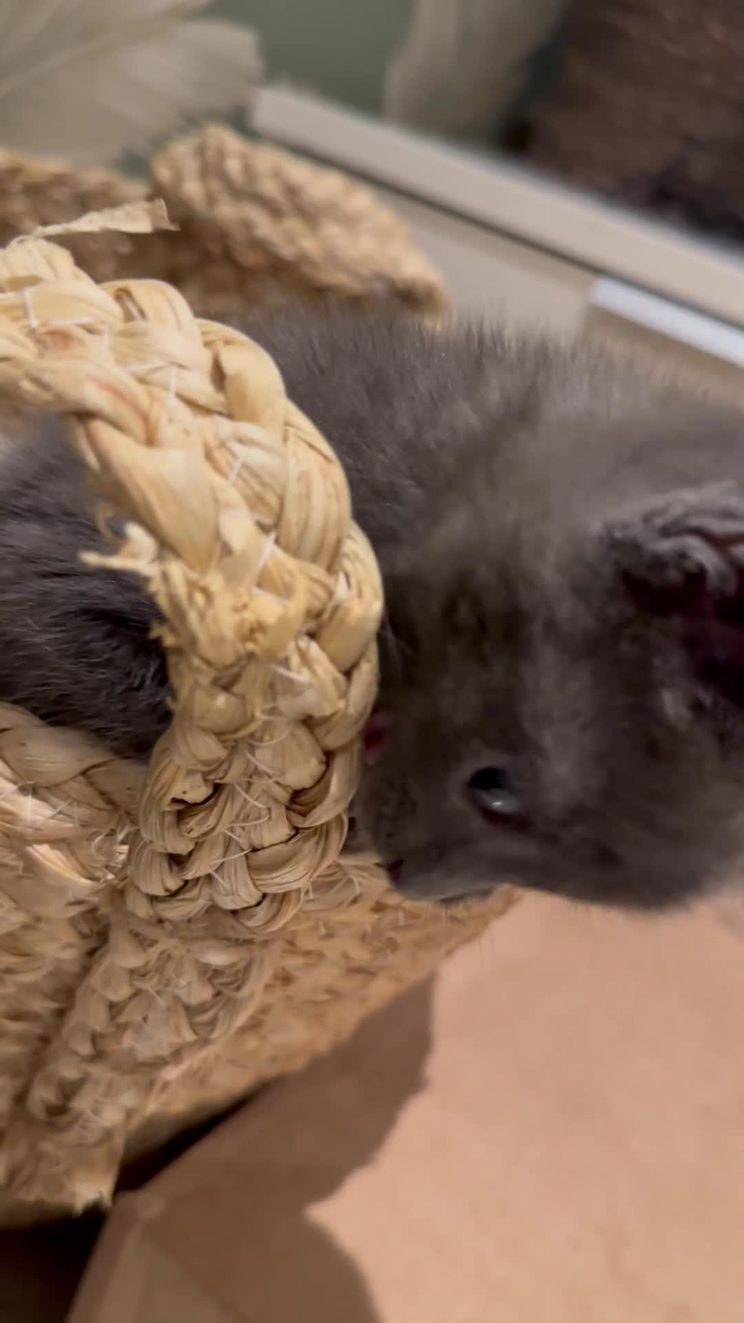 Mixed Breed cats for sale: Black and Blue/ Grey Domestic Short Hair Kittens in Harlow - Video 2