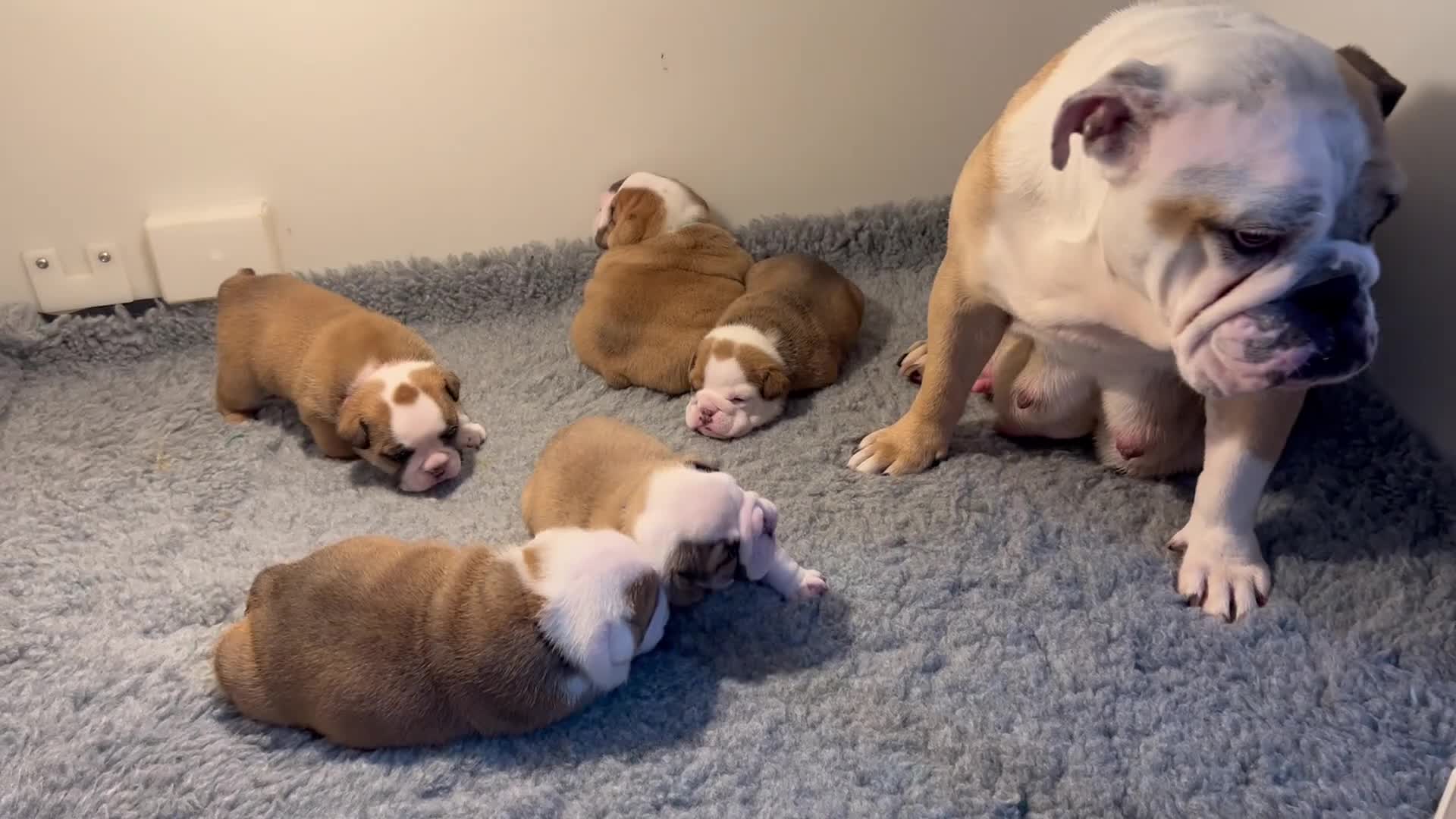 English Bulldog dogs for sale: 🏴󠁧󠁢󠁥󠁮󠁧󠁿 Best of British KC English Bulldogs in Ashington - Video 1
