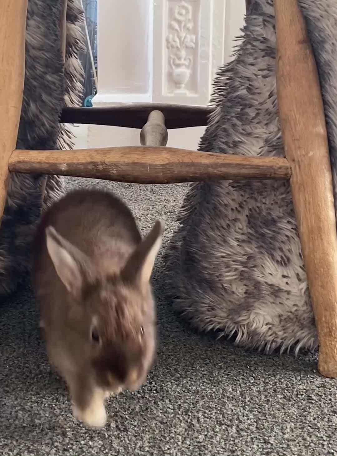 Mixed Breed rabbits for sale: Netherland & Lionhead Mix - Video 1
