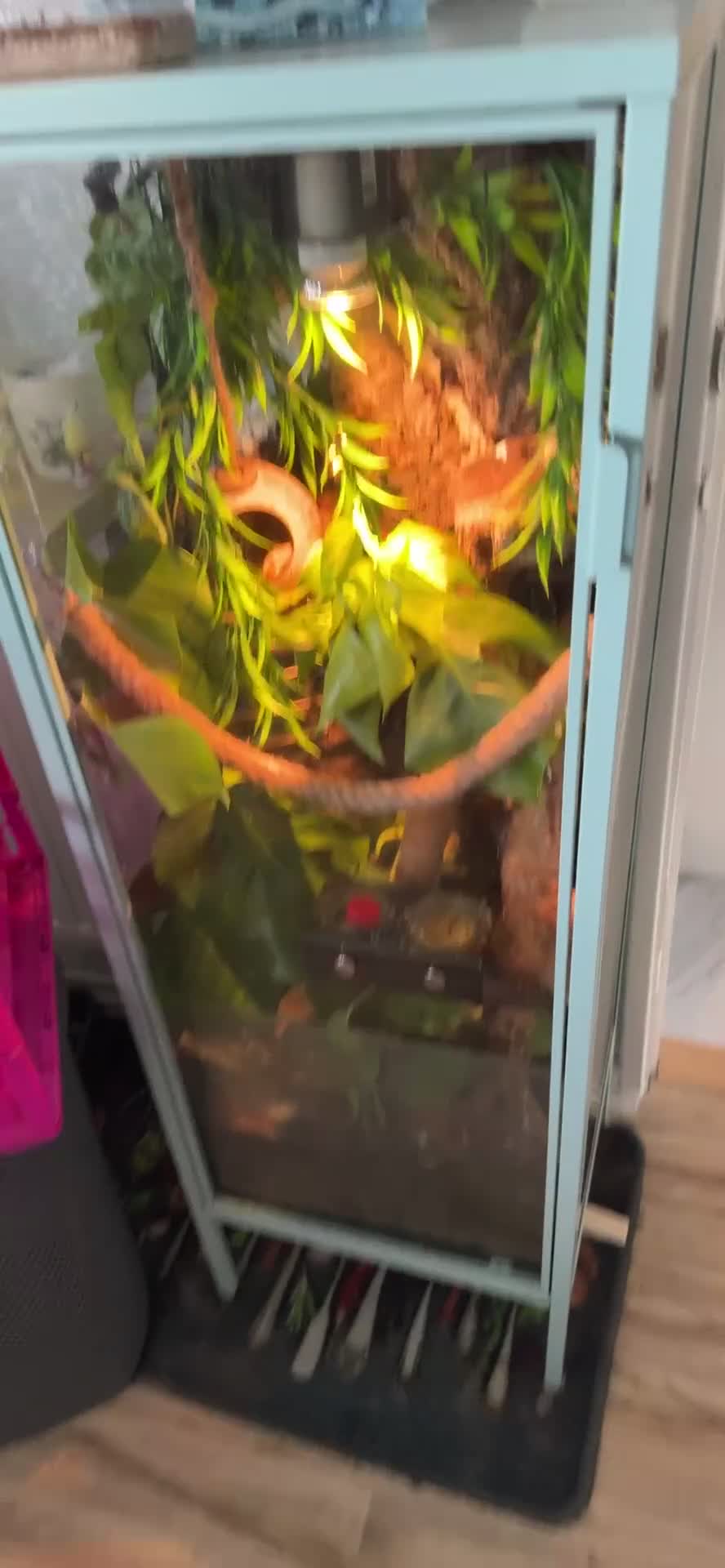 Gecko reptiles for sale: CRested gecko complete with bio active setup in Basingstoke - Video 1