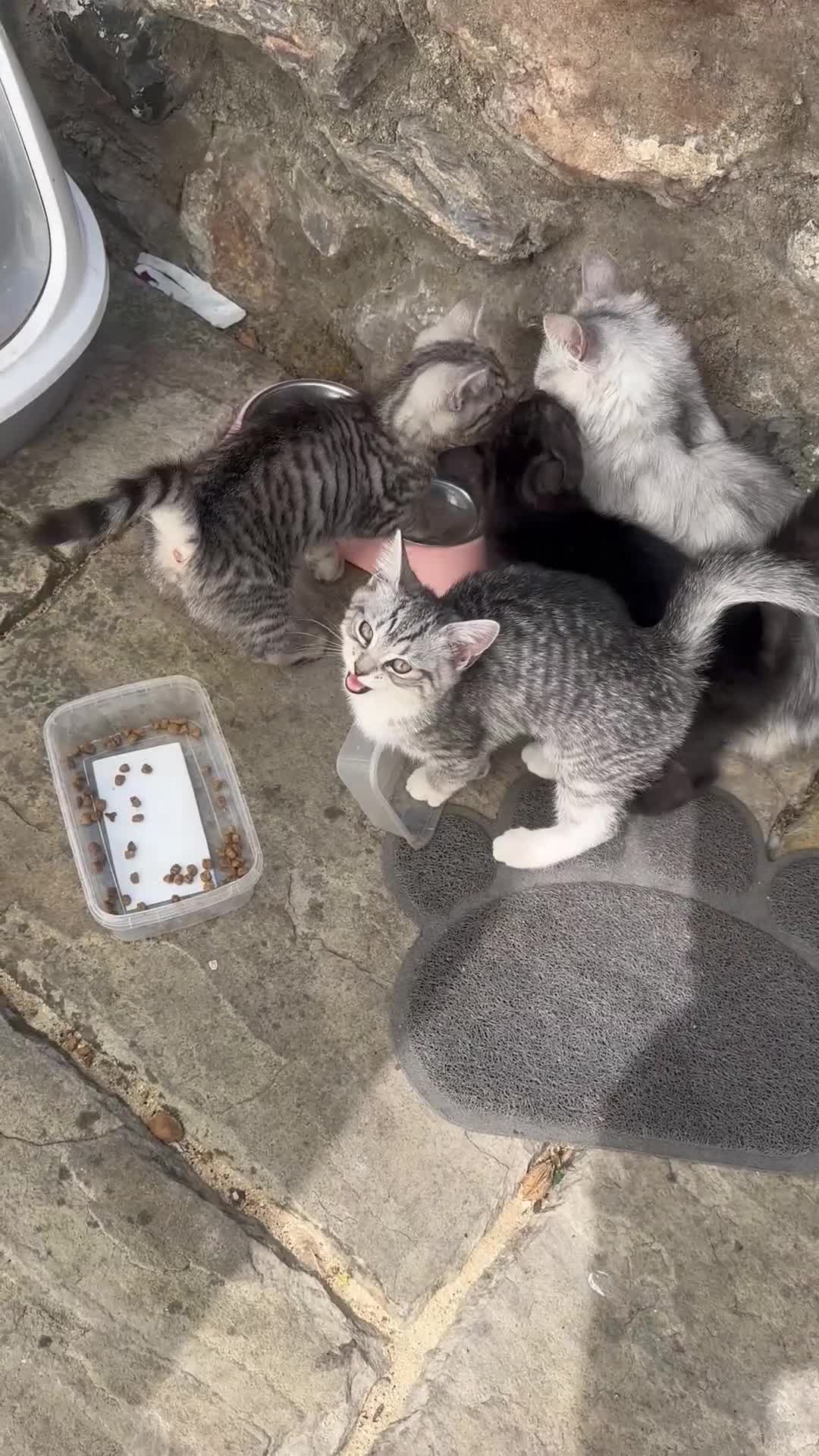 Scottish Fold cats for sale: Scottish straight kittens for sale  - Video 1