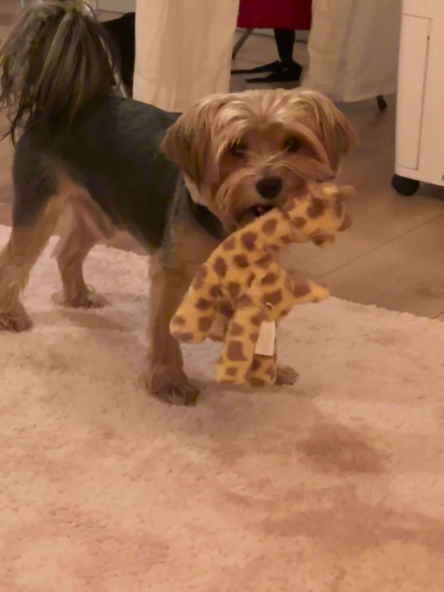 Yorkshire Terrier dogs for stud: 🐶 Yorkshire Terrier Stud Available 🐶 - Video 2