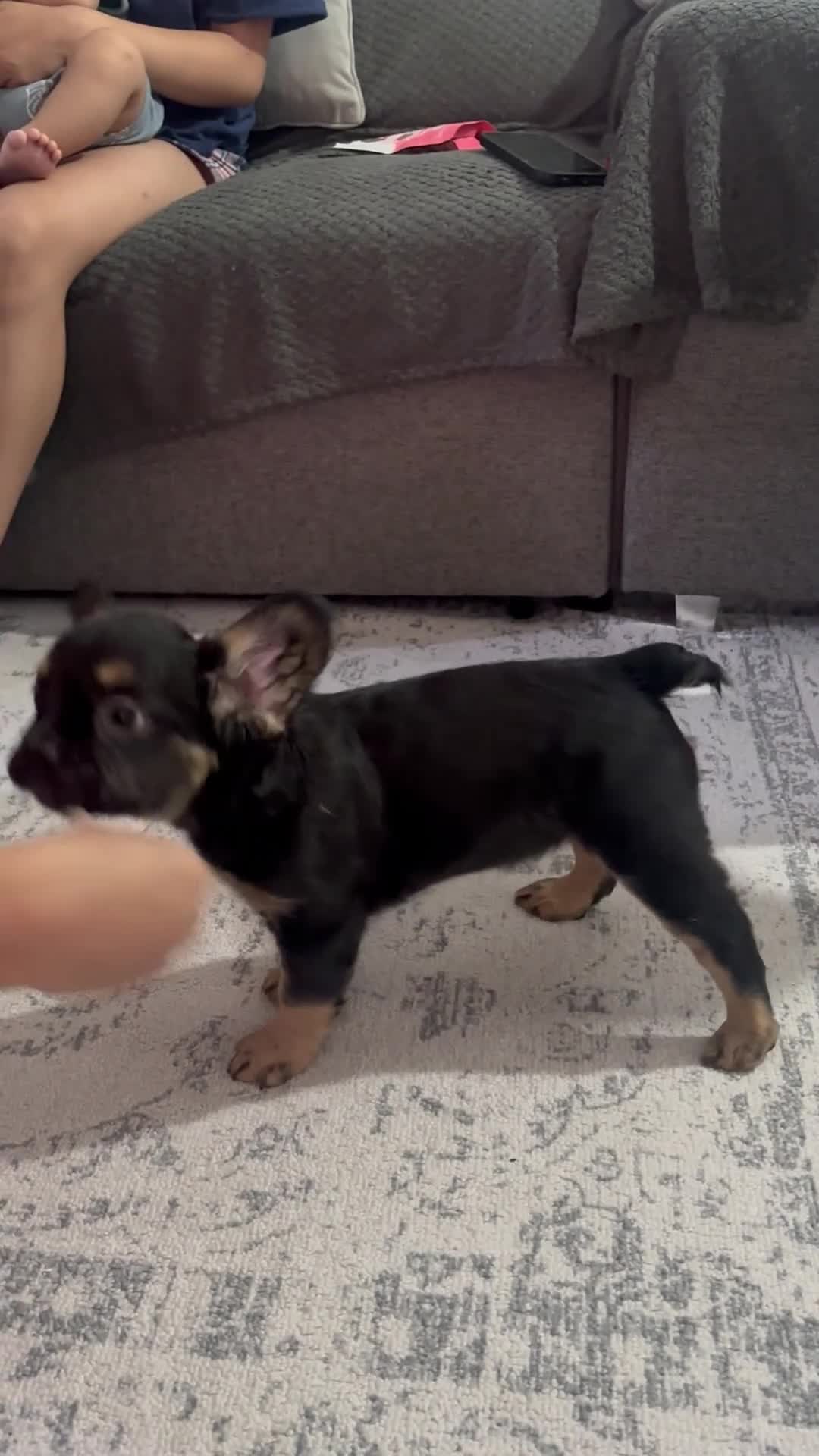 French Bulldog dogs for sale: Price drop! Ready now 2 visual fluffy Girls left!  - Video 1