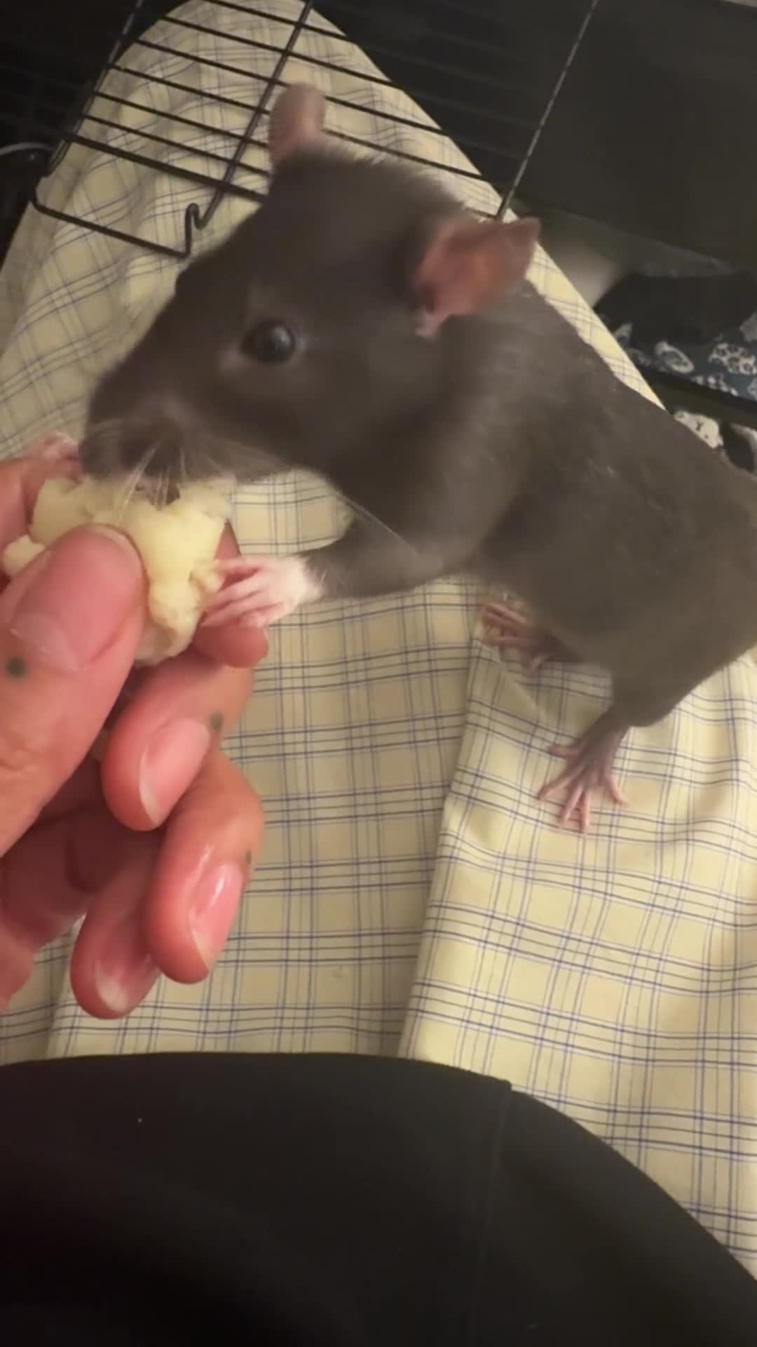 Rat rodents for sale: RATS - Sisters only babies still  - Video 2