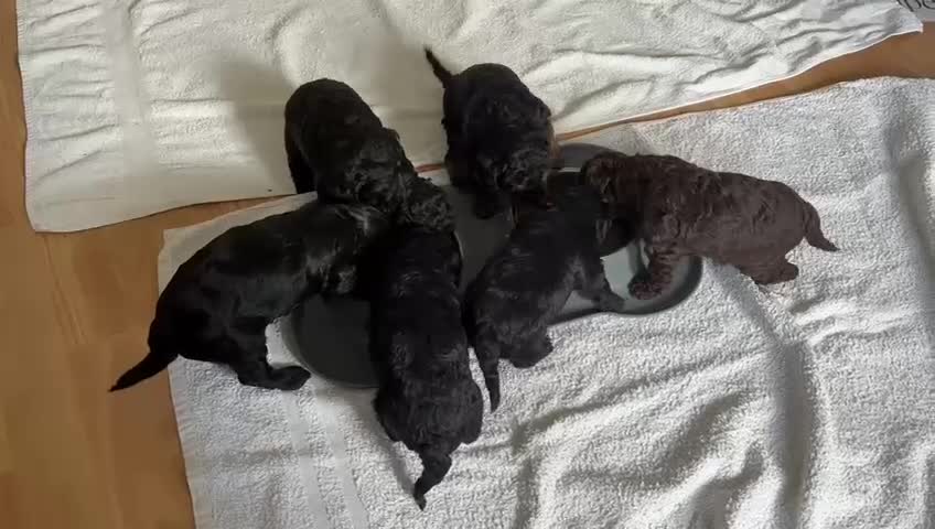 Jackapoo dogs for sale: Chocolate Jackapoo Female F1B - Video 1