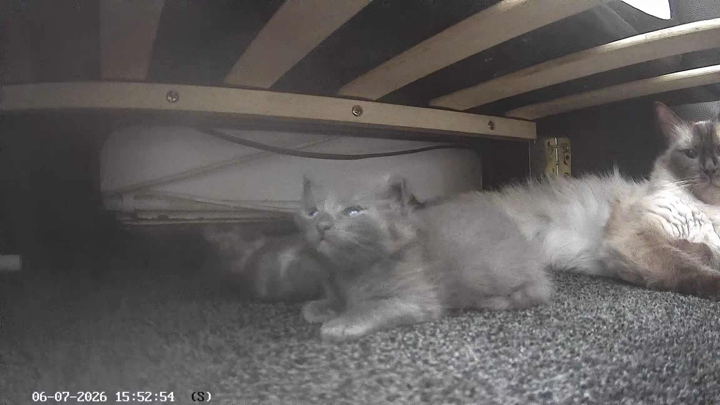 Ragcoon cats for sale: Beautiful smoke blue raccoon/ coon dolls  - Video 1