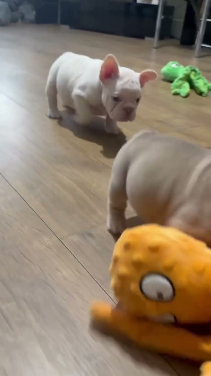 French Bulldog dogs for sale: New Shades Puppies/ DNA 🧬 Tested Parents  - Video 1