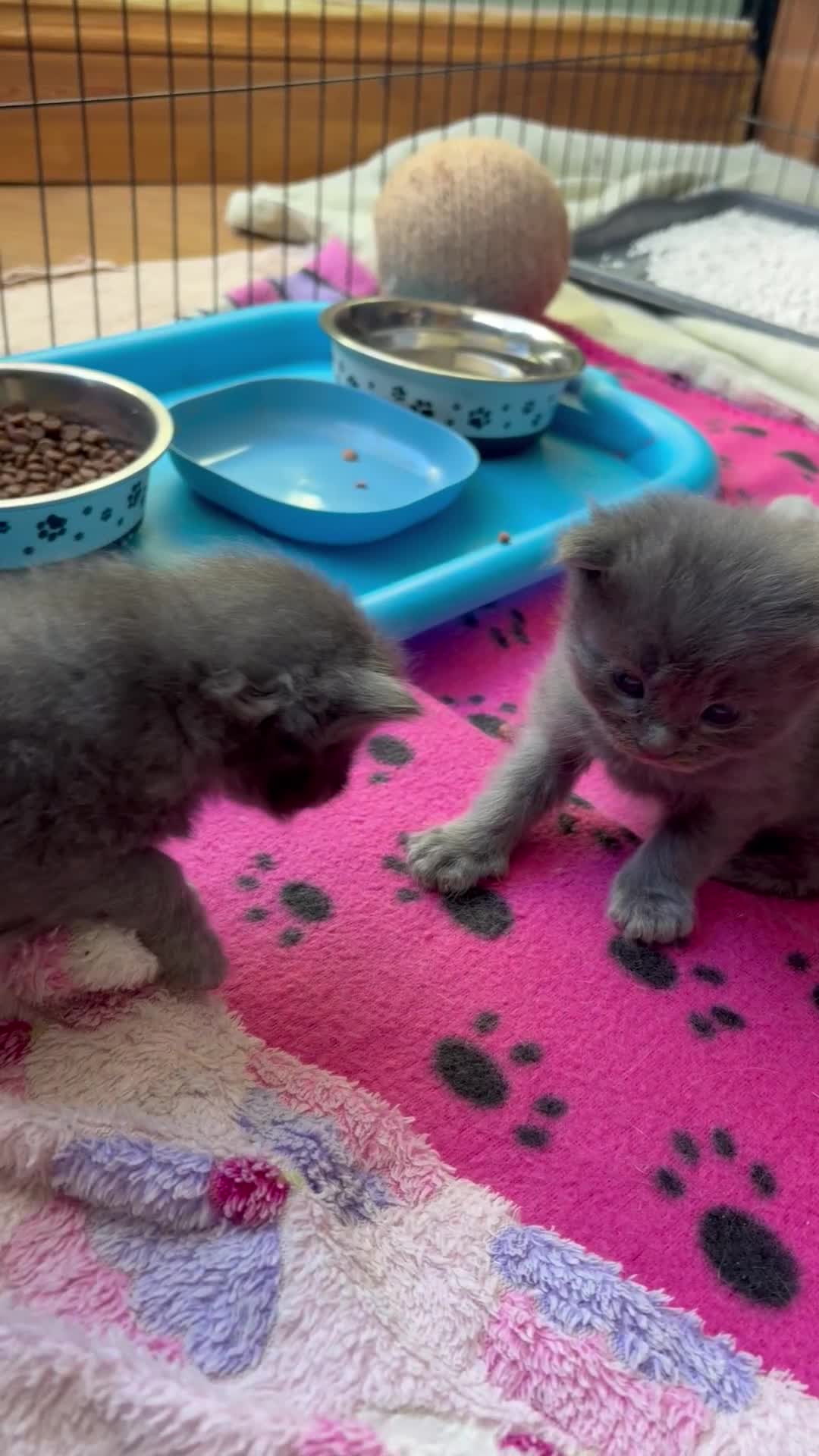 Ragcoon cats for sale: Stunning coloured Ragcoon litter  - Video 1