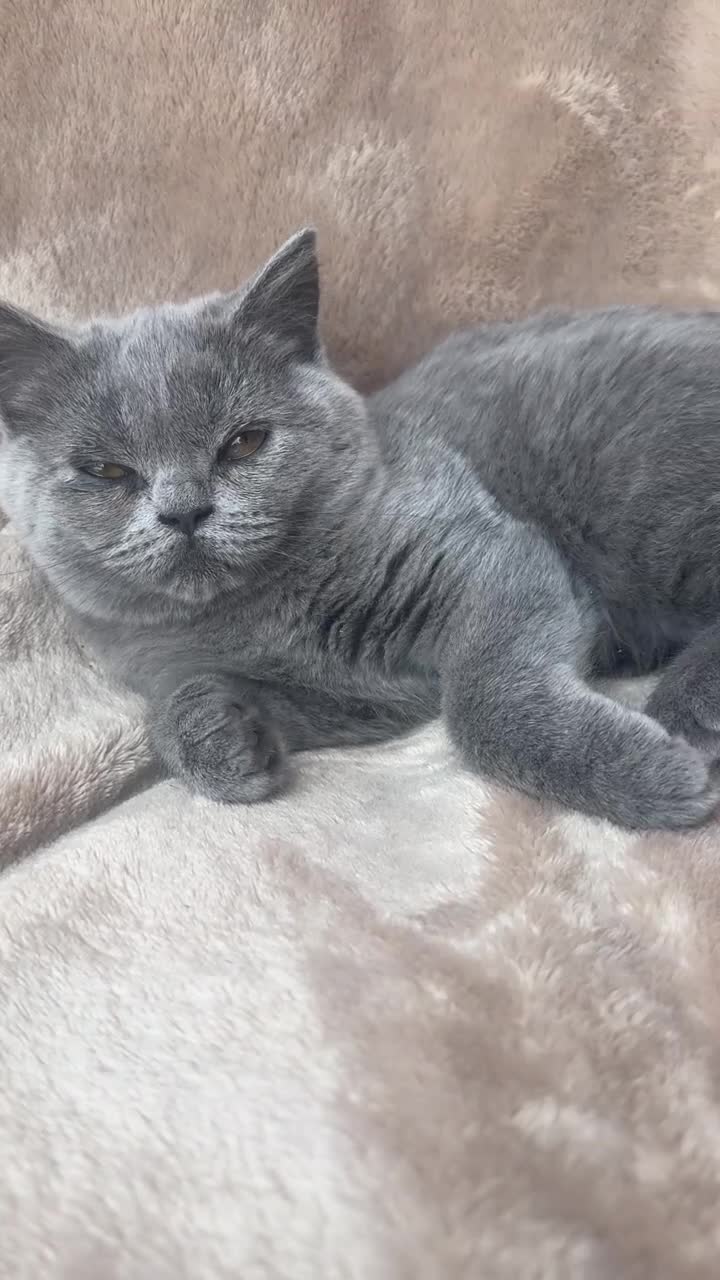 Scottish Fold cats for sale: Sccotish fold for sale - Video 1