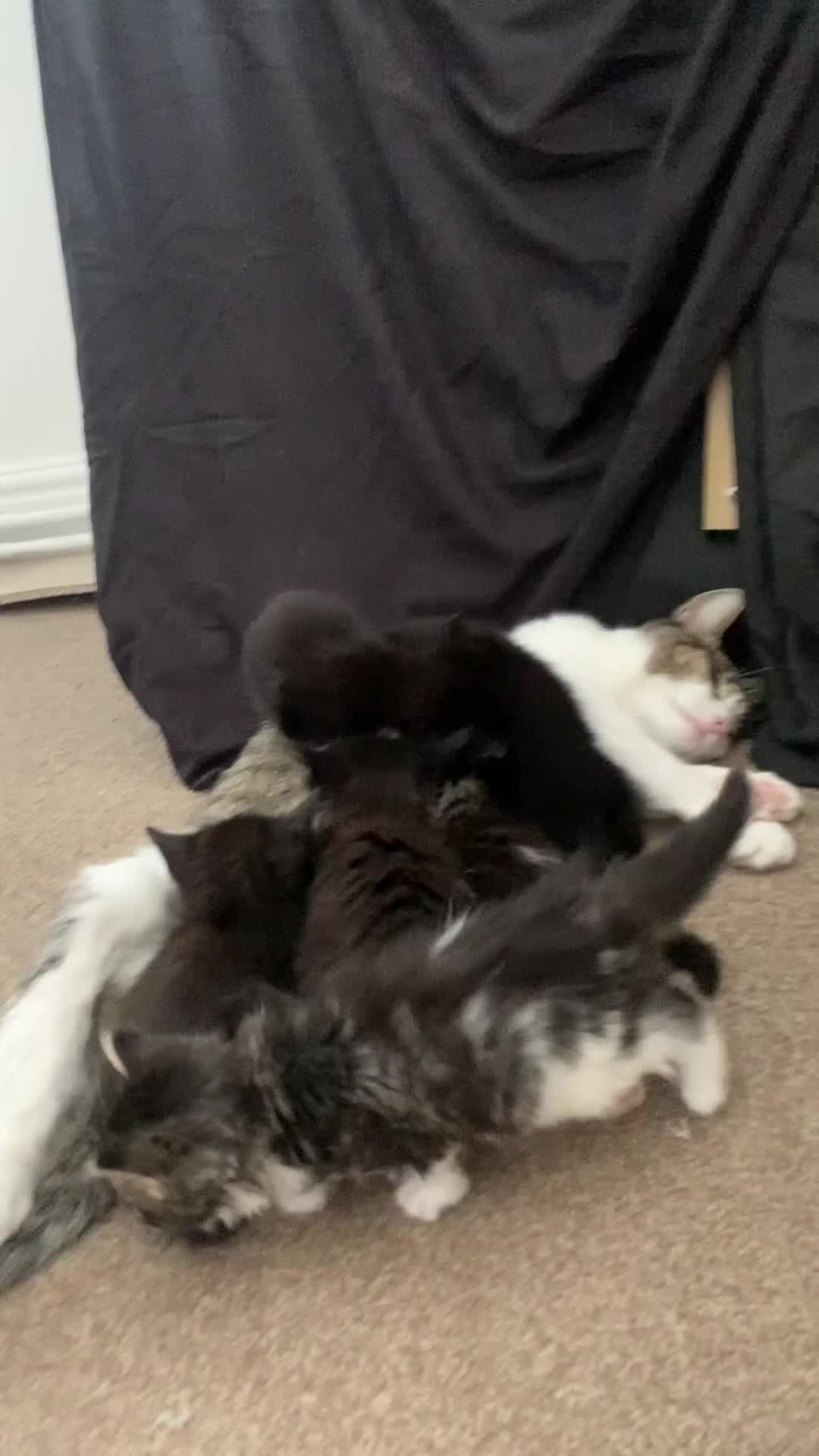 Mixed Breed cats for sale: Kittens  - Video 1
