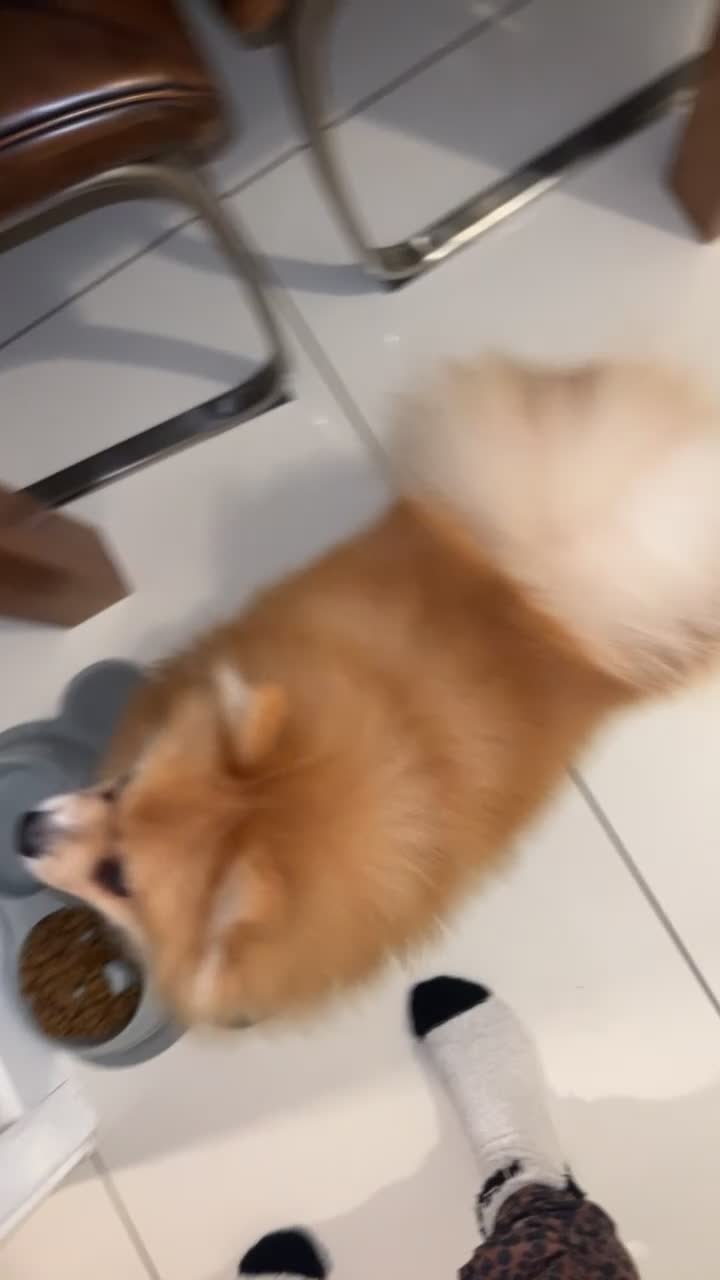 Pomeranian dogs for stud: KC POM STUD - Video 1