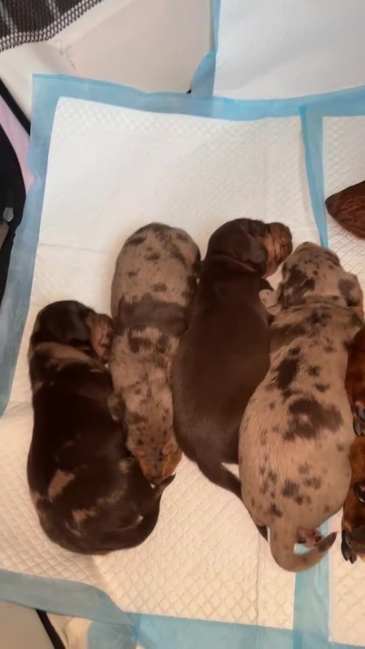 Miniature Dachshund dogs for sale: KC Reg Mini Dachshund Puppies Ready Now (Walsall) - Video 2