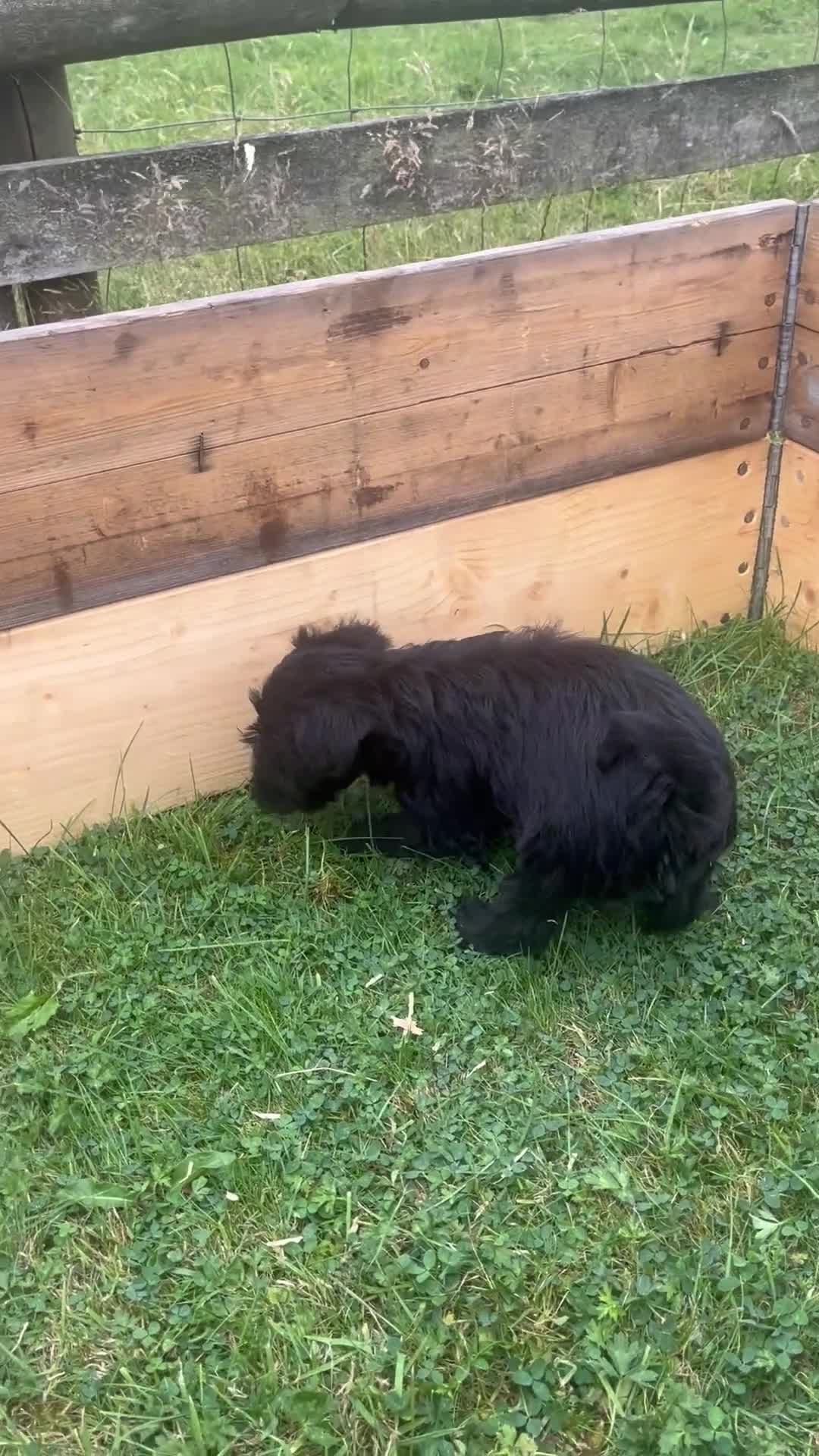 Mixed Breed dogs for sale: 3/4 welsh terrier 1/4cocker spaniel puppys - Video 2