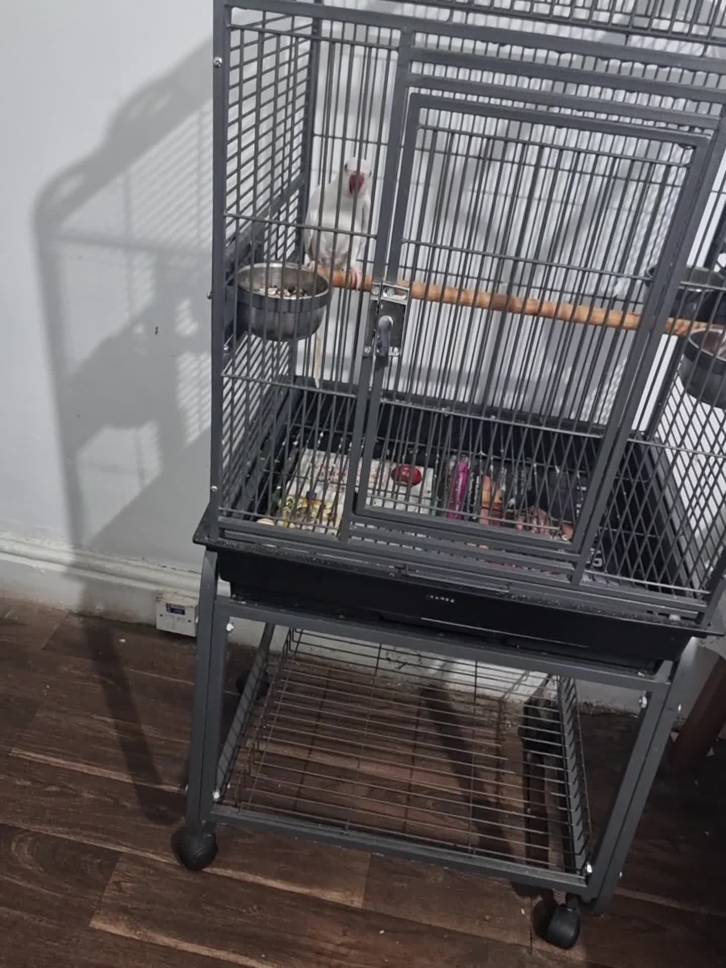 Ringnecks birds for sale: Beautiful rare Albino ringneck talking parrot  - Video 1