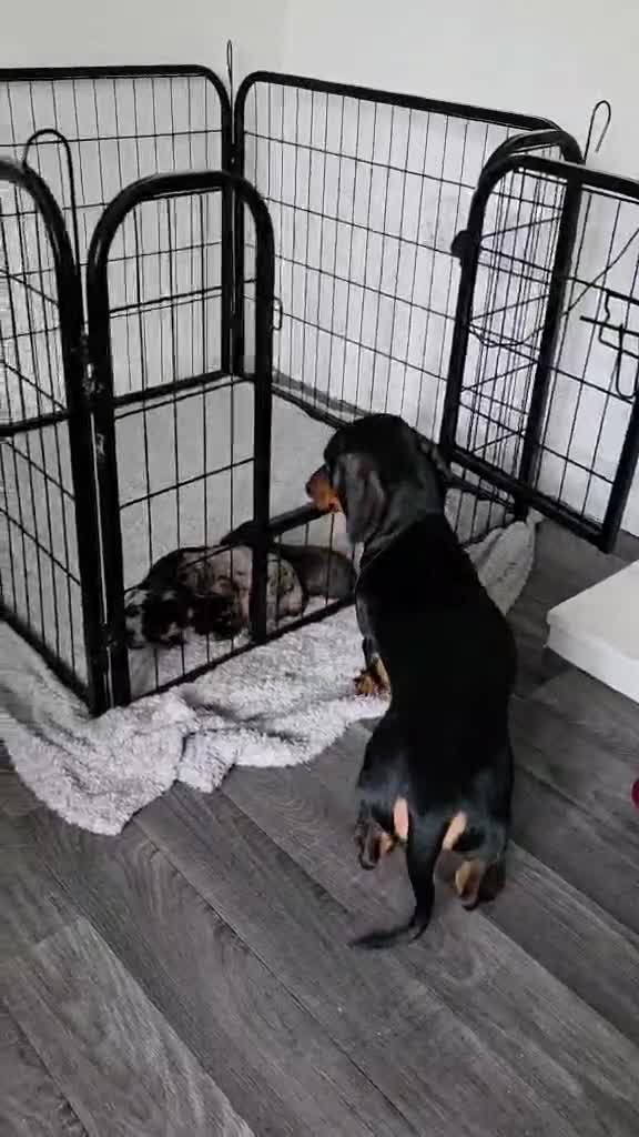 Dachshund dogs for sale: Silver dapple,black n tan ,chocolate tan - Video 2