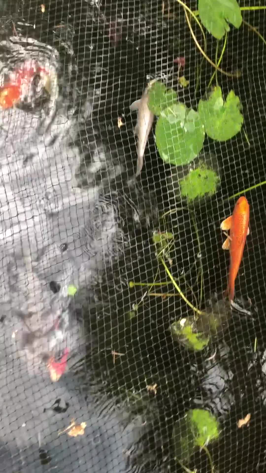 Koi Carp fish for sale: Selection of koi  - Video 3