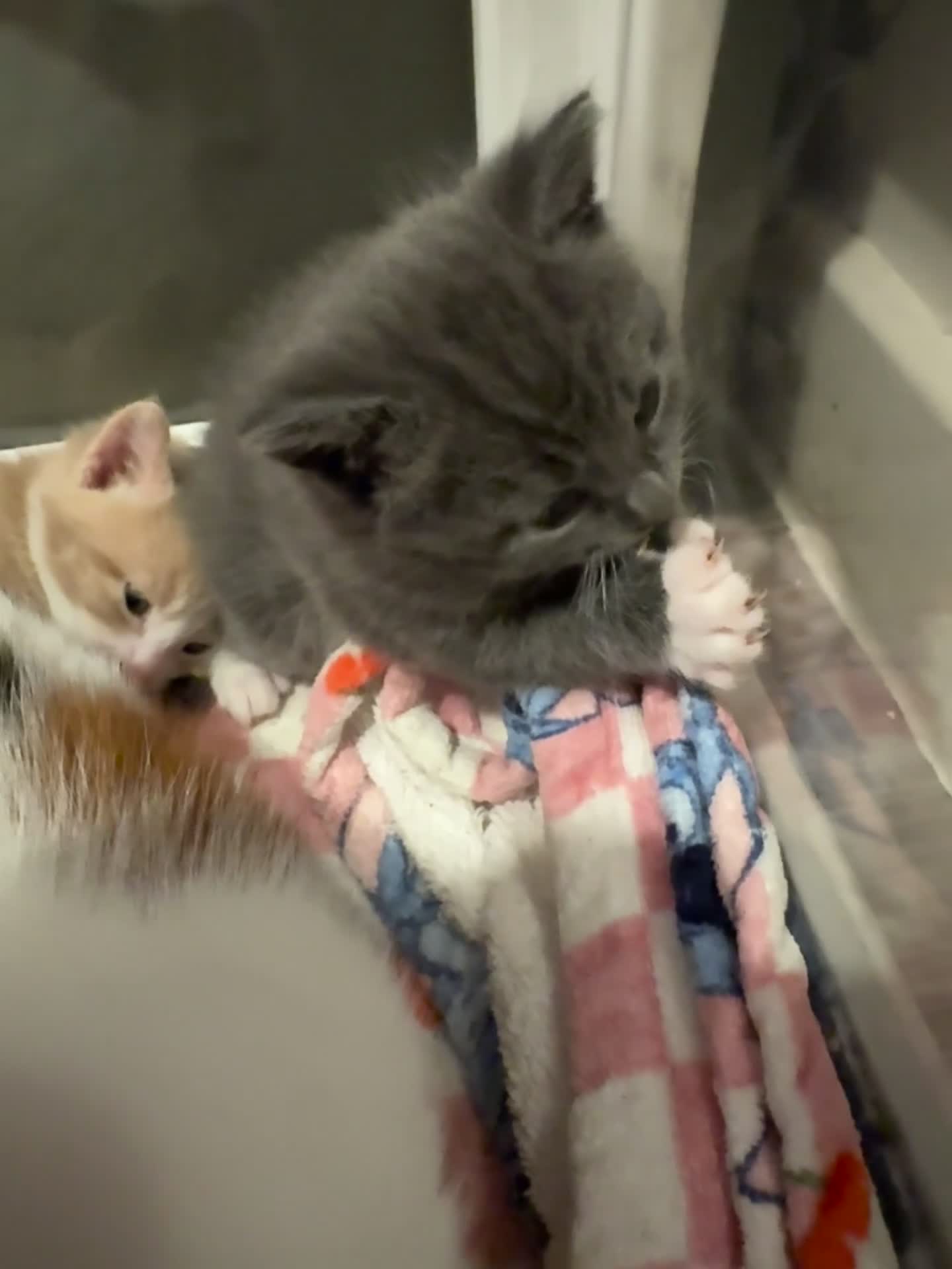 Mixed Breed cats for sale: Beautiful grey / black and white half Mainecoon  - Video 3