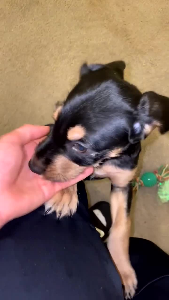 Mixed Breed dogs for sale: MIXED BREED PUPPIES NEEDING URGENT HOMES - Video 2