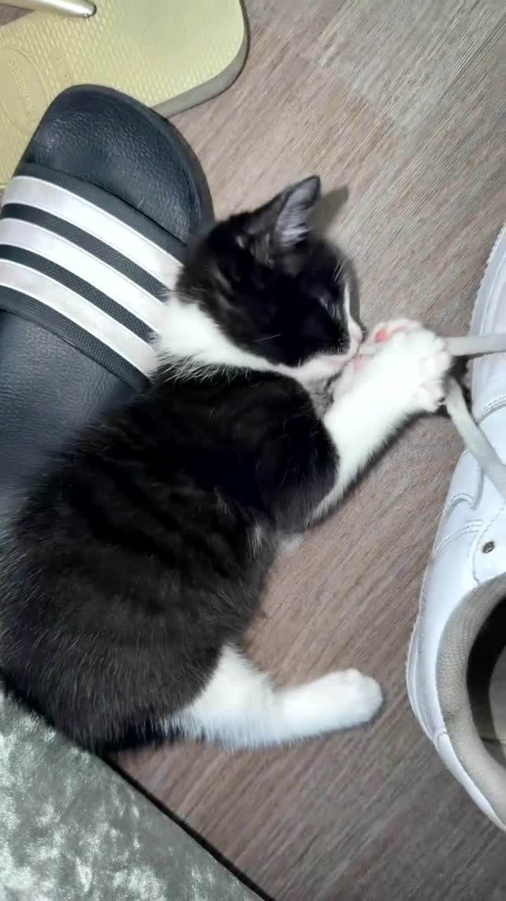 Mixed Breed cats for sale: Gorgeous Kittens Looking for  Homes 🐾 in Feltham - Video 3