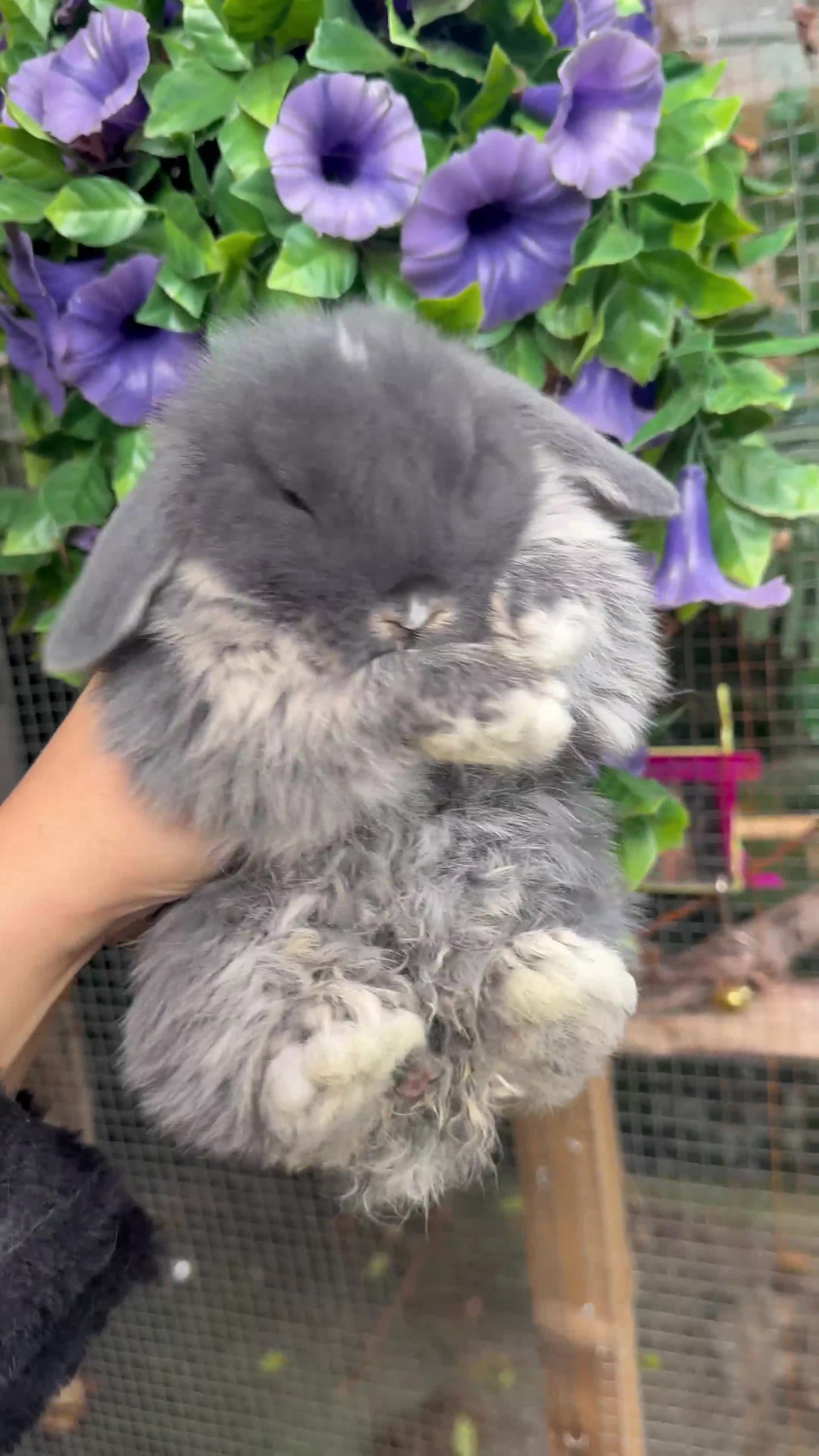 Mini Lop rabbits for sale: Adorable Mini Lop Baby’s  - Video 5