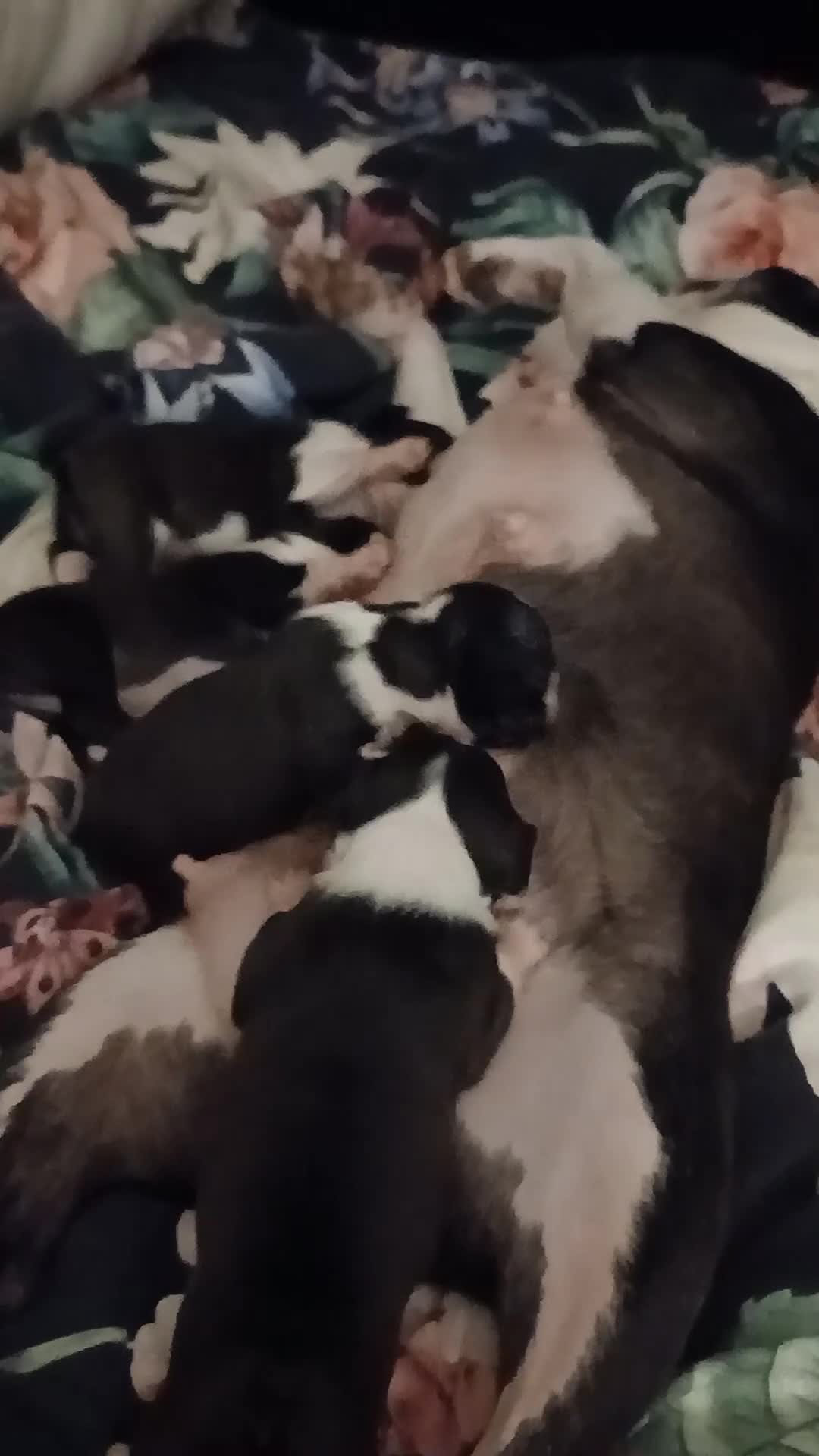 Boston Terrier dogs for sale: Boston Terrier puppies JHC4 hereditary free - Video 1