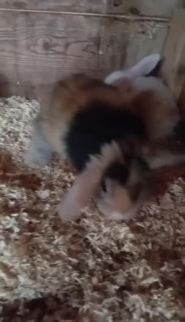 Mini Lop rabbits for sale: Baby lops - Video 1