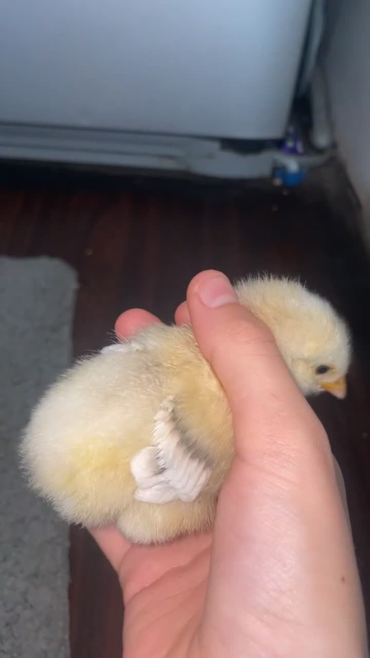 Chickens poultry for sale: 3 unsexed chicks - Video 1