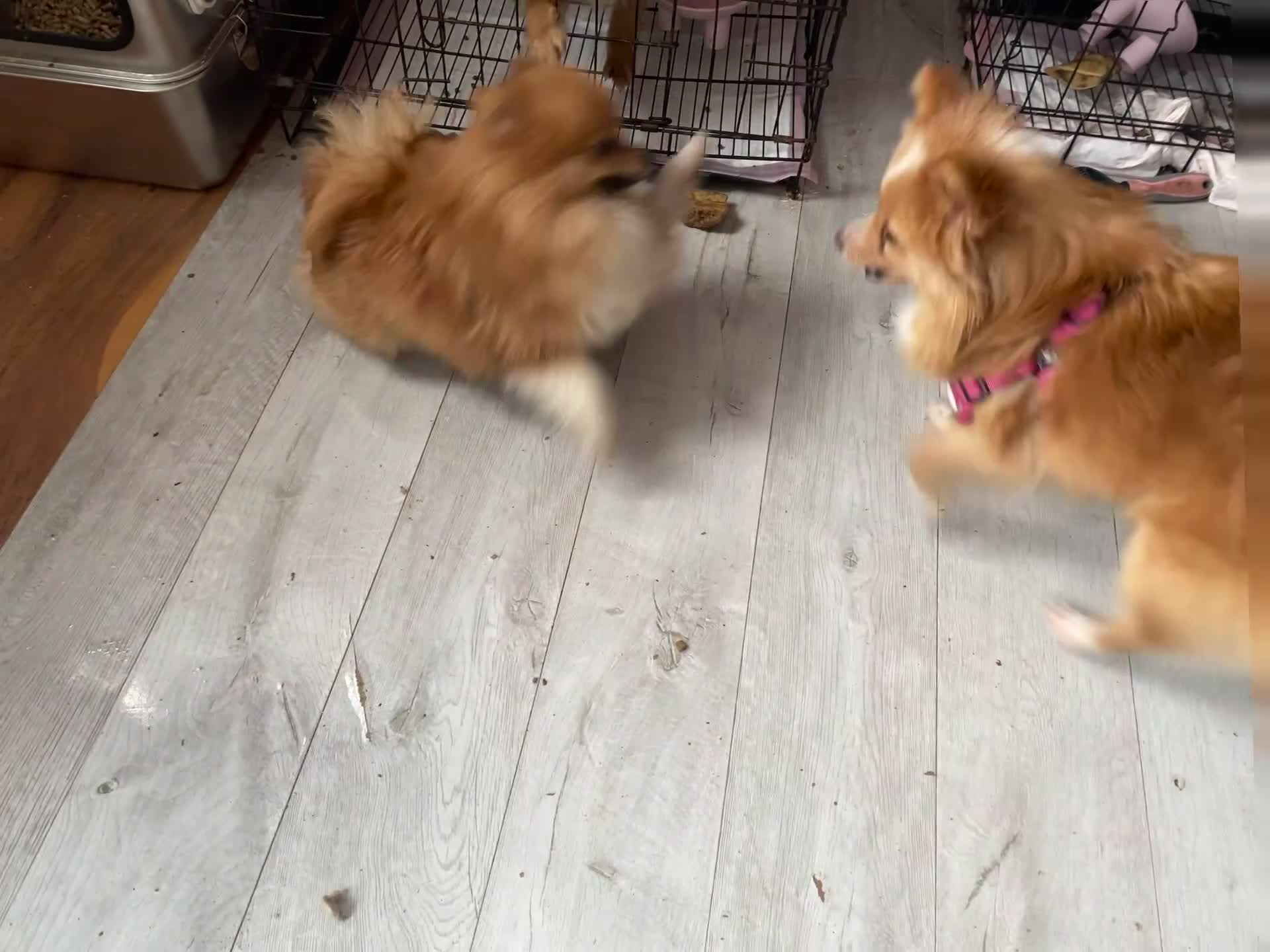 Pomeranian dogs for sale: 3 females for sale  - Video 1