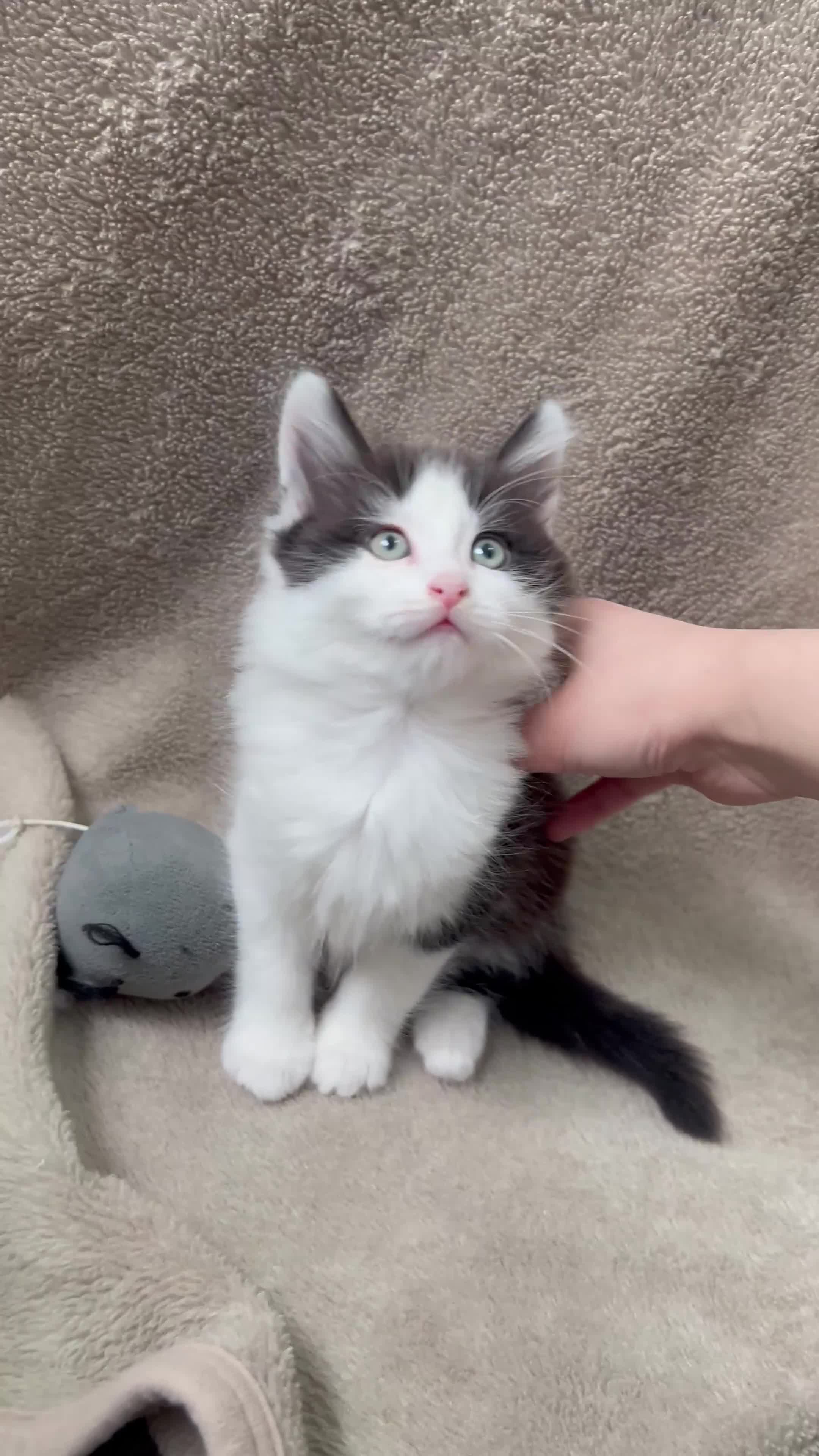 Mixed Breed cats for sale: Russian blue mixed breed kittens - Video 1