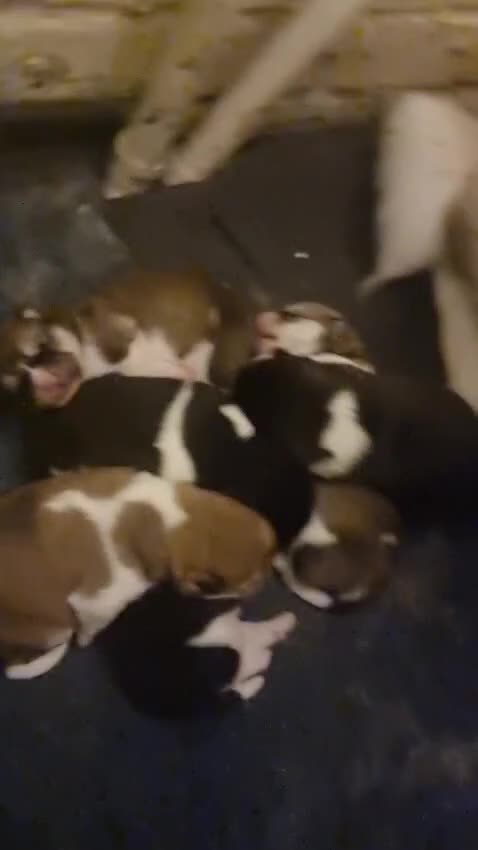 Akita dogs for stud: ***Chico’s finding LOVE… Proven Stud*** in Birmingham - Video 5