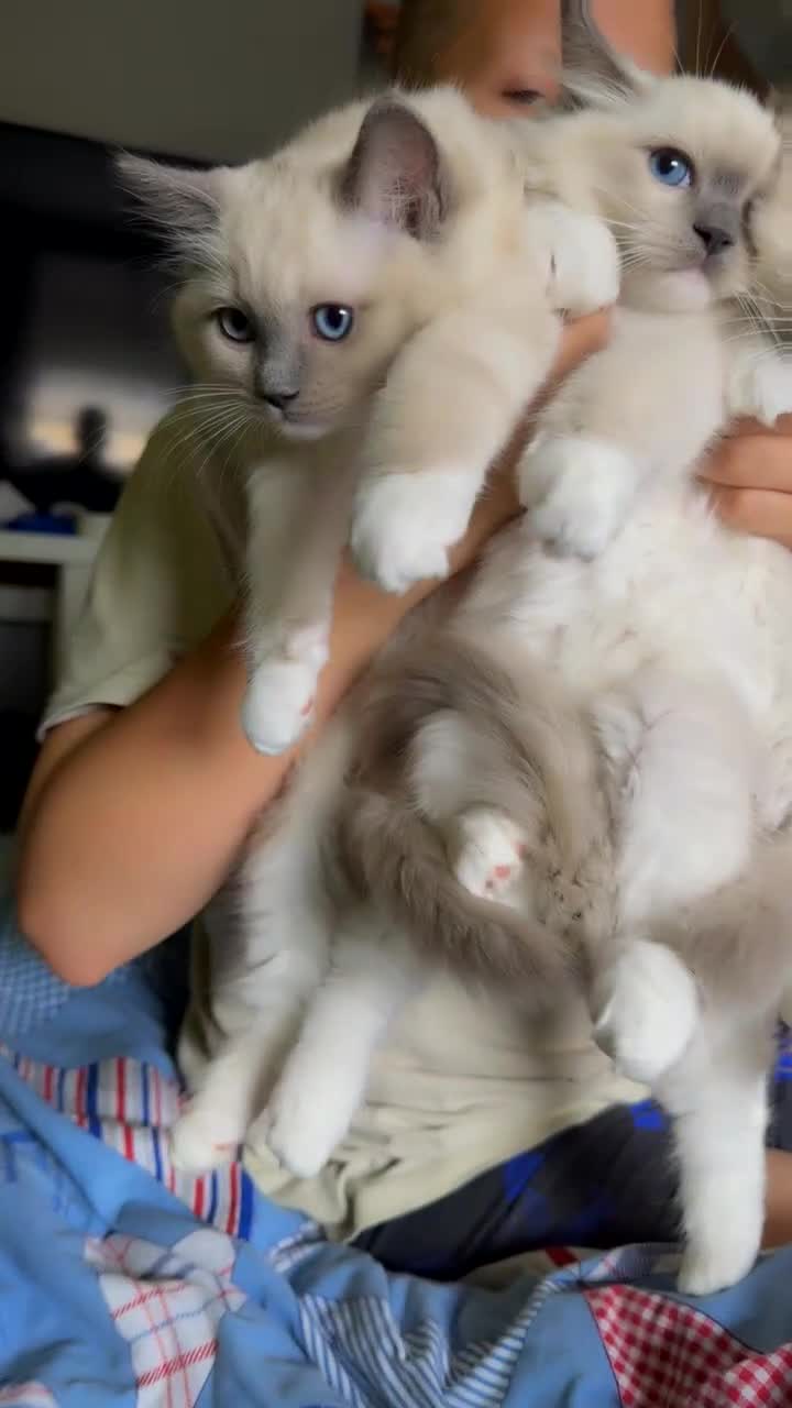 Ragdoll cats for sale: 5 generation ragdolls - Video 1