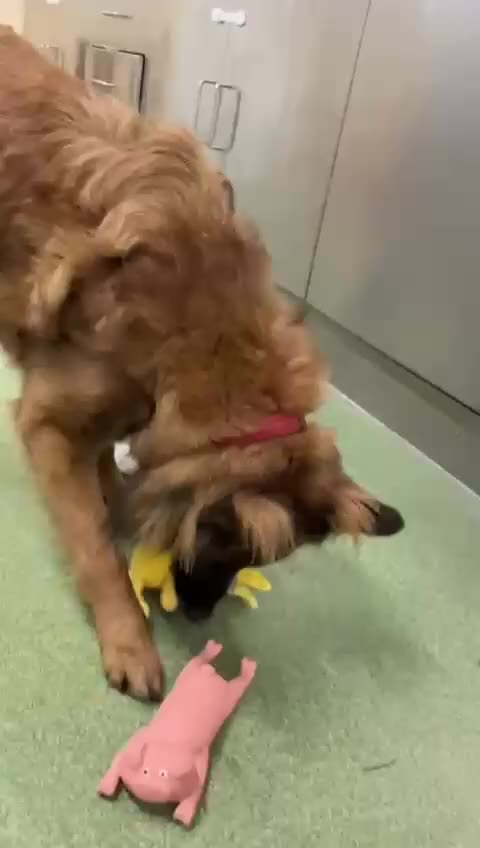 German Shepherd dogs for adoption: Biggie - Video 1