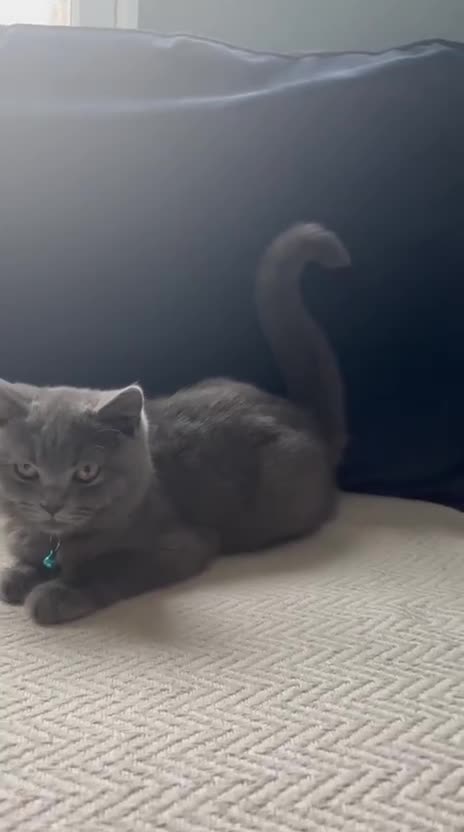 British Shorthair cats for sale: Adorable kittens - Video 3