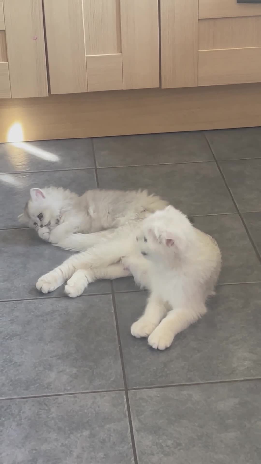 Scottish Fold cats for sale: Scottish Fold/Straight - Video 2