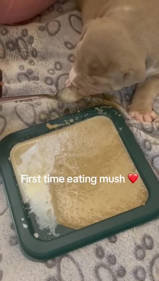 American Bully dogs for sale: American bully  - Video 1