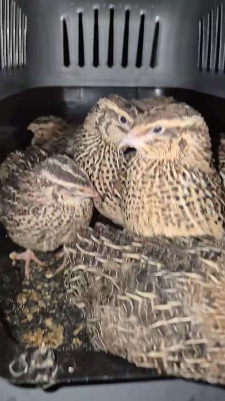 Quail poultry for sale: Jumbo quail hens and hatching eggs available  - Video 1