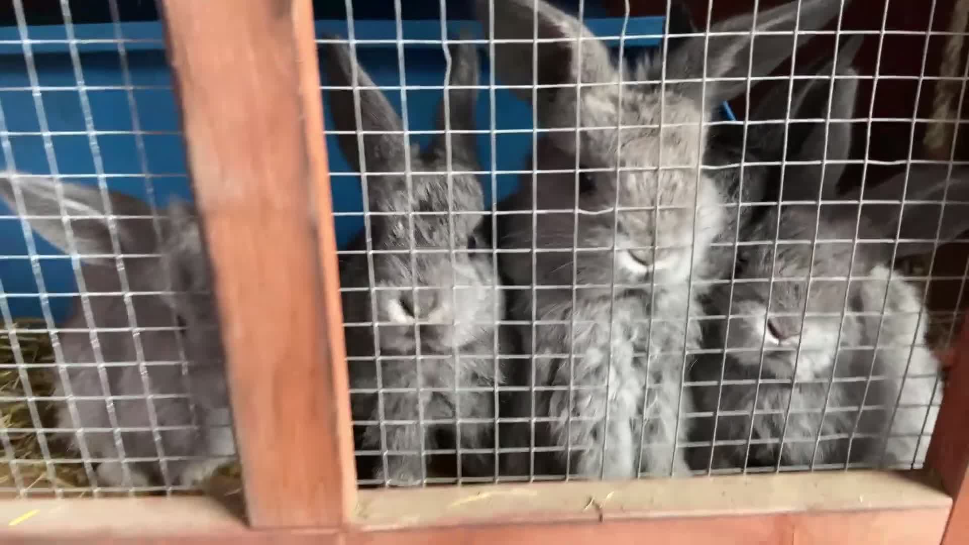 Mixed Breed rabbits for sale: Baby rabbits 10 available  in Telford - Video 2