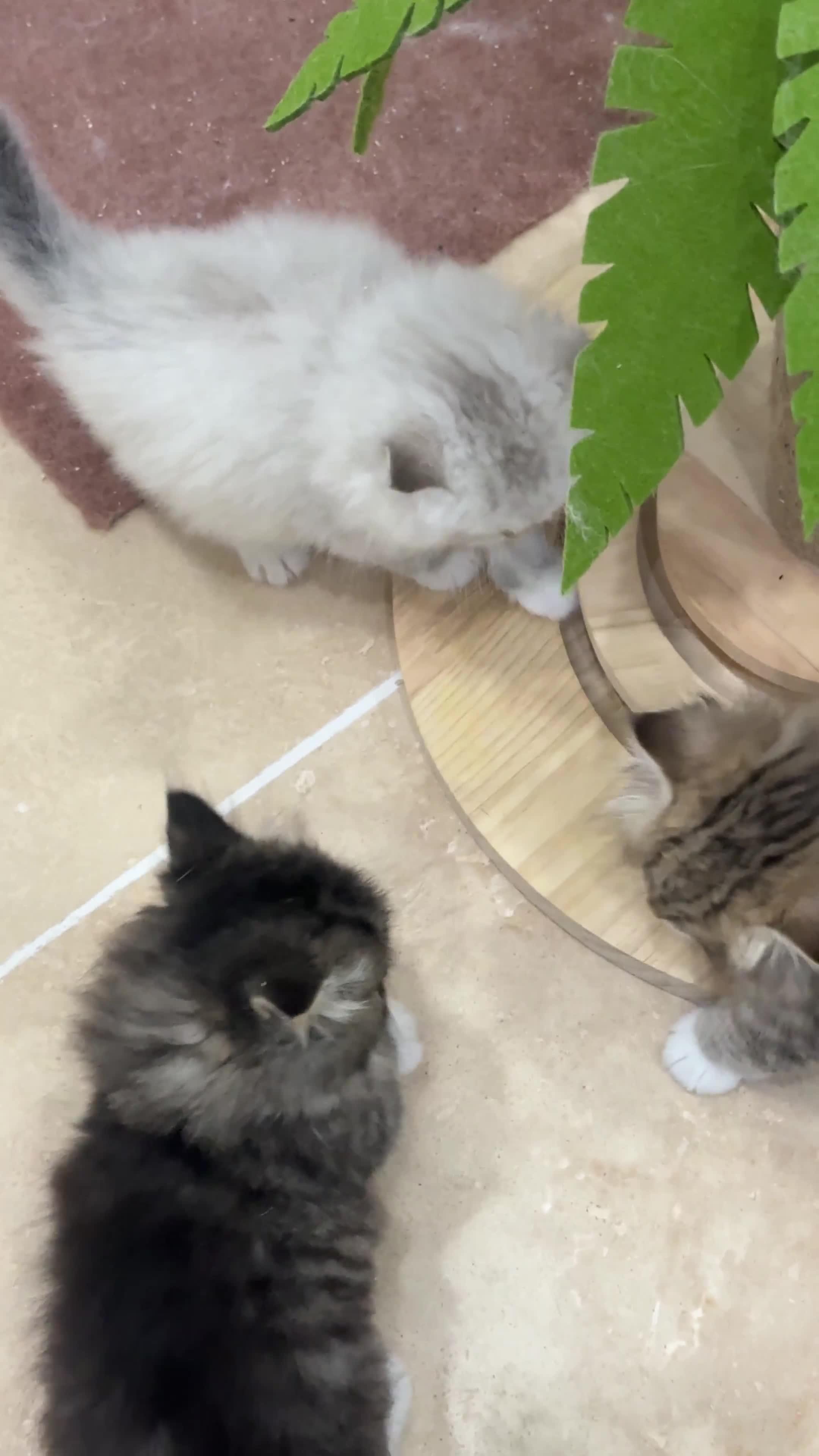 Siberian cats for sale: Pure Siberian kitten  - Video 2